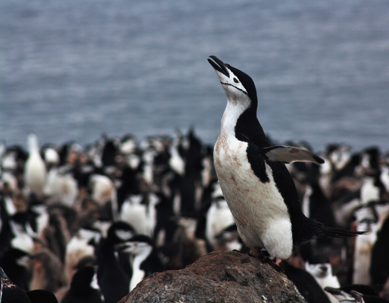 Pingüino barbijo en actitud dominante