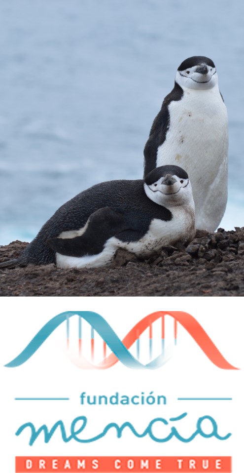 Pingüino Antartico Isla Decepción