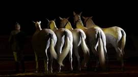 Imagen de una cobra, un lote de yeguas que evolucionan todas a una