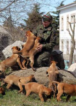 Unidad de socialización canina