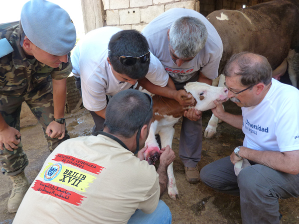 The team collaborating in the recuperation of a calf.