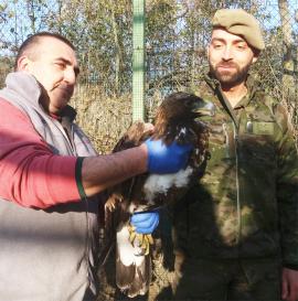 Recuperada un águila real ibérica en la base 'El Empecinado' - Spanish army