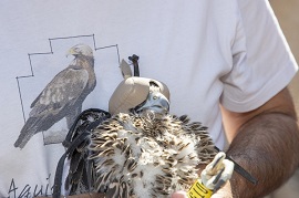 Pollo Halcón peregrino (Foto OC Acinf)