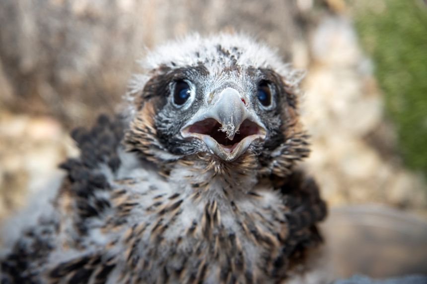 Cría de Halcón Peregrino