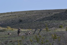 EL RIL PALMA 47 EN CHINCHILLA