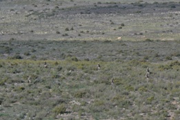 EL RIL PALMA 47 EN CHINCHILLA