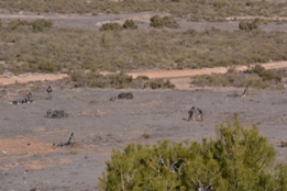 EL RIL PALMA 47 EN CHINCHILLA