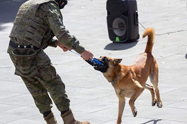 Perro recibiendo su premio tras la detección
