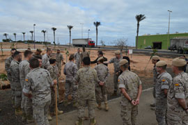 Fin del trabajo. Ultimo ficus plantado