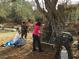 Los profesores realizando mediciones en los olivos