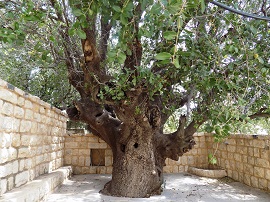 Olivo del Convento de San Memes en Deir Mimess