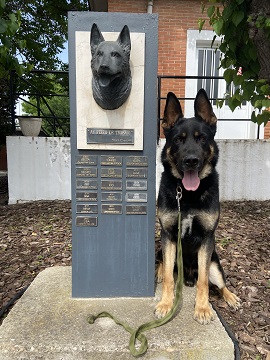 Brus junto al monolito de perros destacados