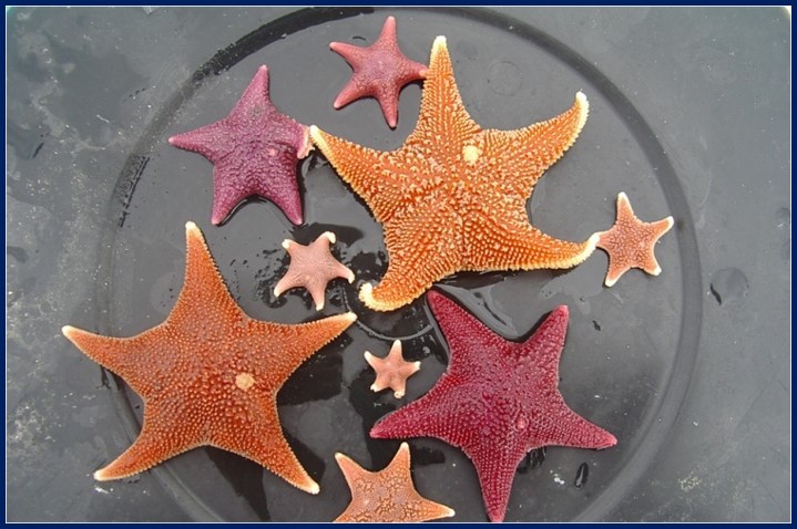 Estrellas de mar