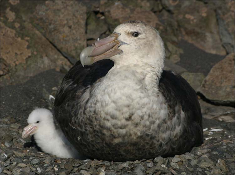 Petrel gigante con cria