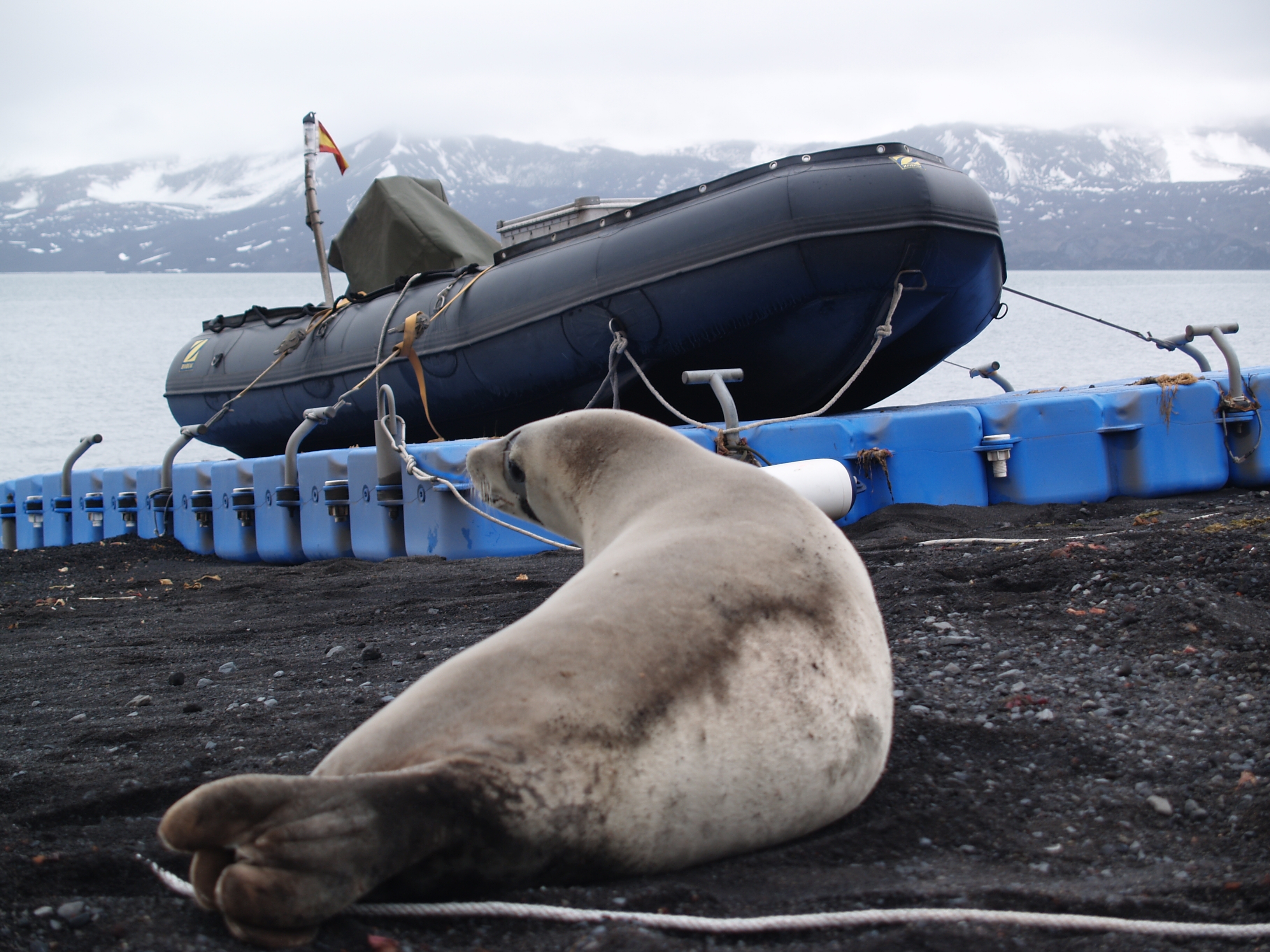 Foca en Base Gabriel de Castilla