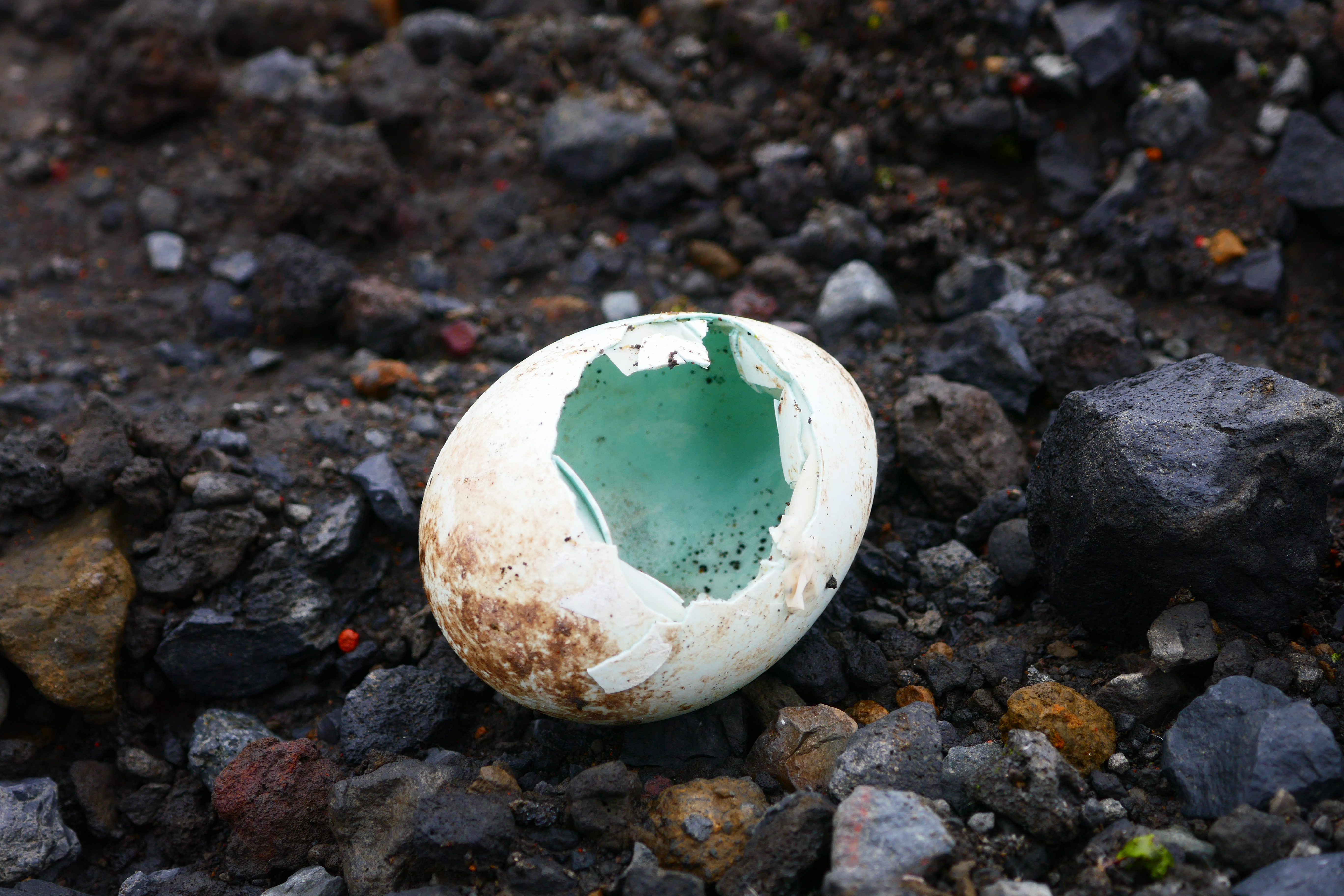 Eclosión huevo de pingüino barbijo