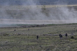 EL RIL PALMA 47 EN CHINCHILLA