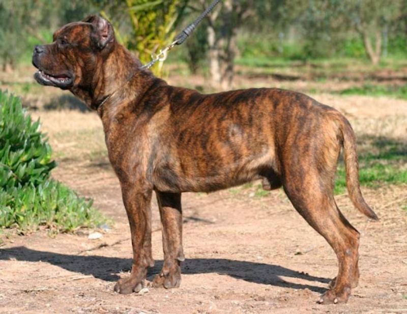 Precioso ejemplar de DOGO ESPAÑOL