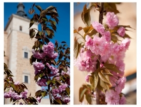 Cerezos del Japón en los jardines del Museo del Ejército. El renacer tras el Tsunami de 2011.