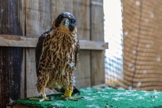 Cría de halcón peregrino "falco peregrino bookeix".