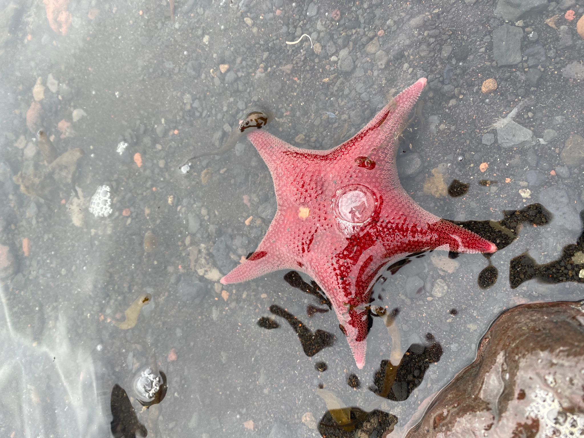 Estrella de Mar costa