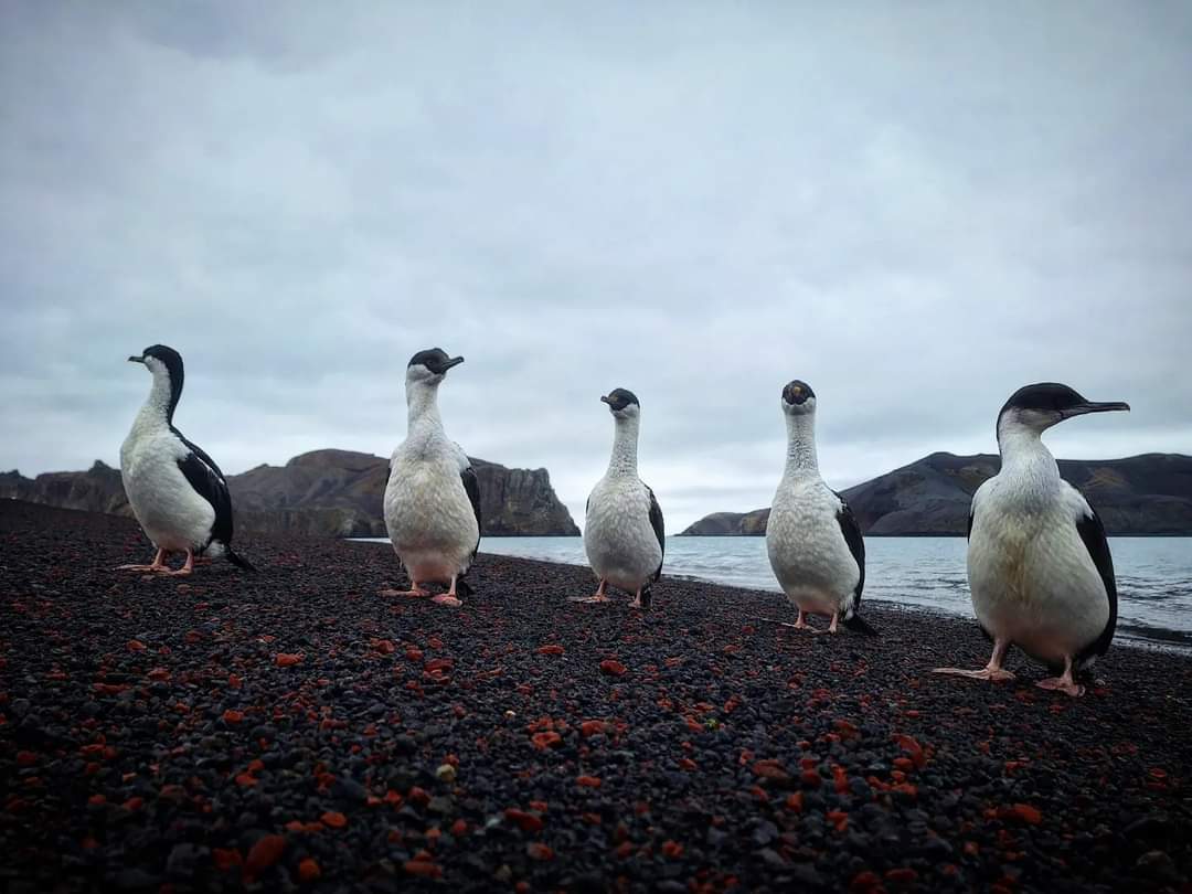 Cormoranes en Tierra