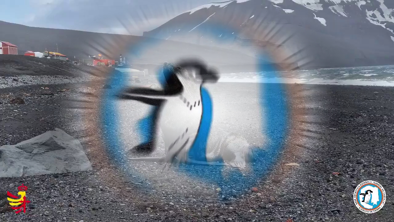 Lobos en la Isla Decepción