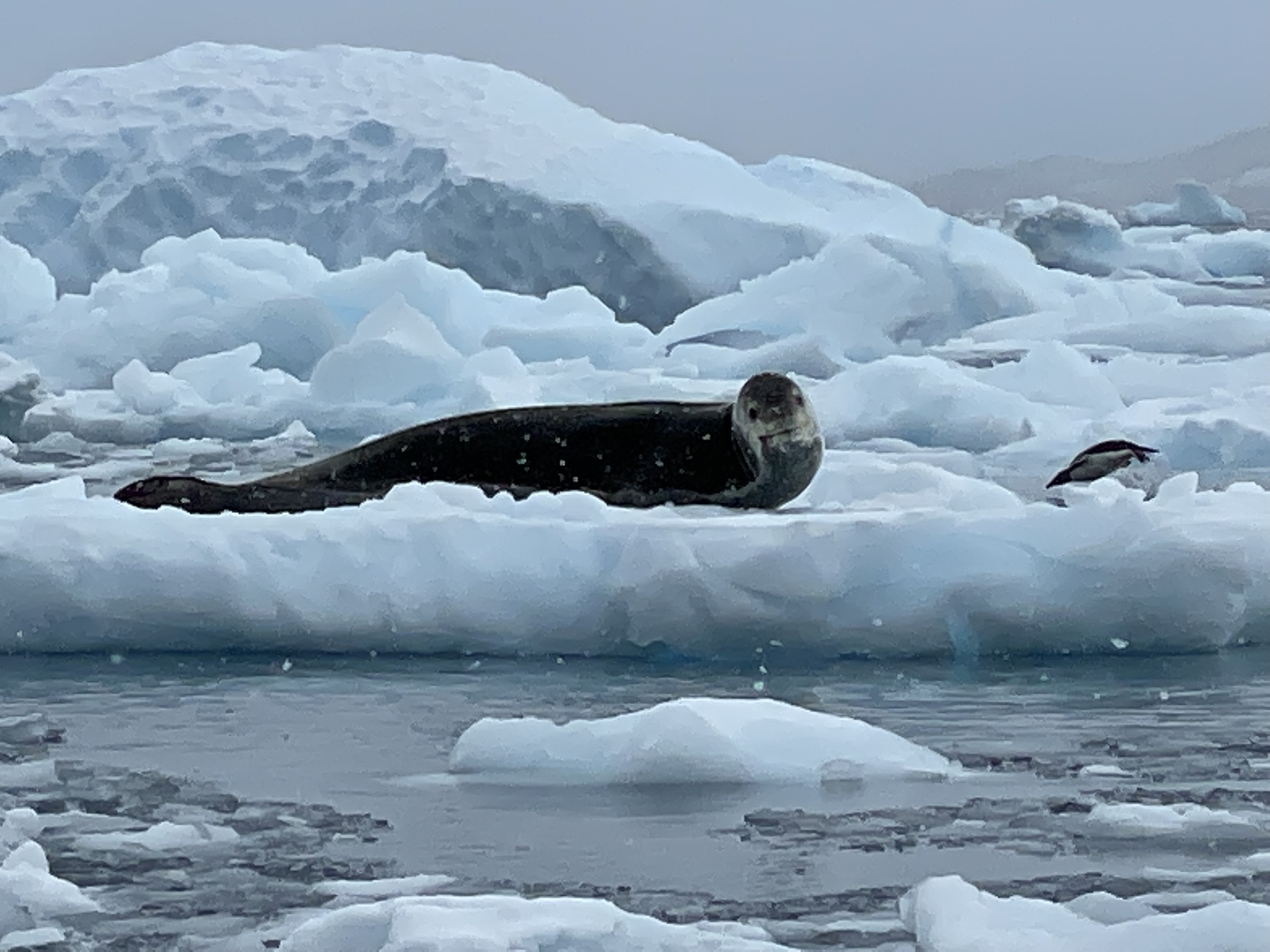 Foca cangrejera descansando en hielo