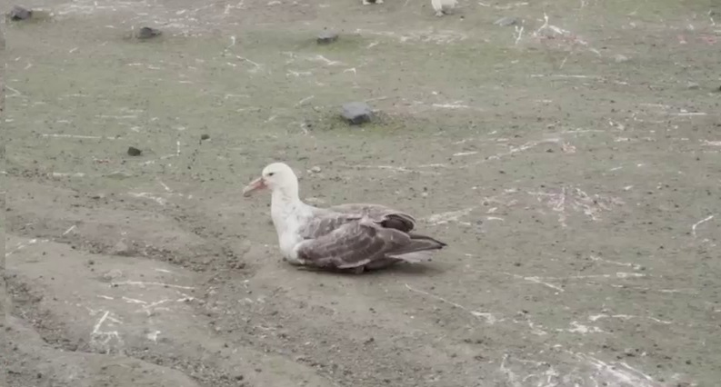 Petrel en Pingüinera