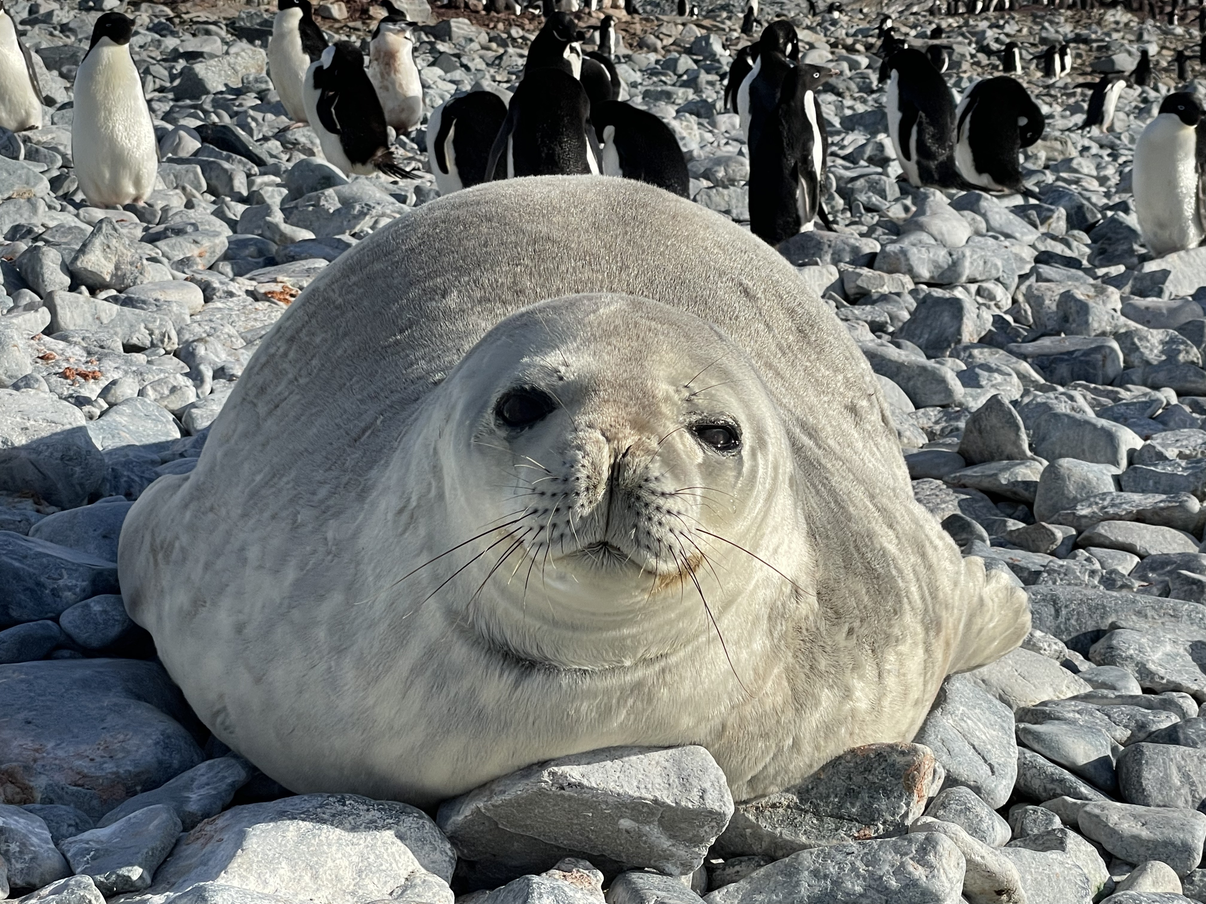 Foca en la pingüinera
