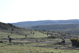 EL RIL PALMA 47 EN CHINCHILLA