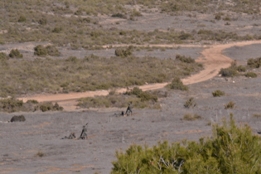 EL RIL PALMA 47 EN CHINCHILLA