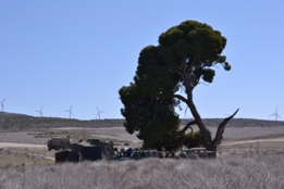 EL RIL PALMA 47 EN CHINCHILLA