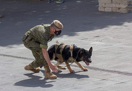 Perro de seguridad y combate en acción
