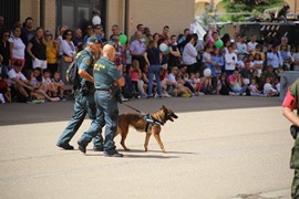 Exhibición canina de la Guardia Civil