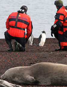Fauna de Isla Decepción